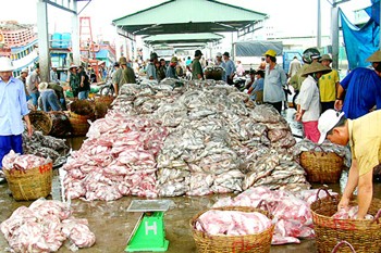 Fish prices unable to meet expenses of fishermen spent on each trip at sea (Photo: SGGP)